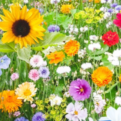 Mieszanka kwiatowa - Bird Buffet - nasiona Kiepenkerl - 1 szt.