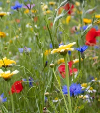Květinová směs - hmyzí ráj - semena Kiepenkerl - 1 ks