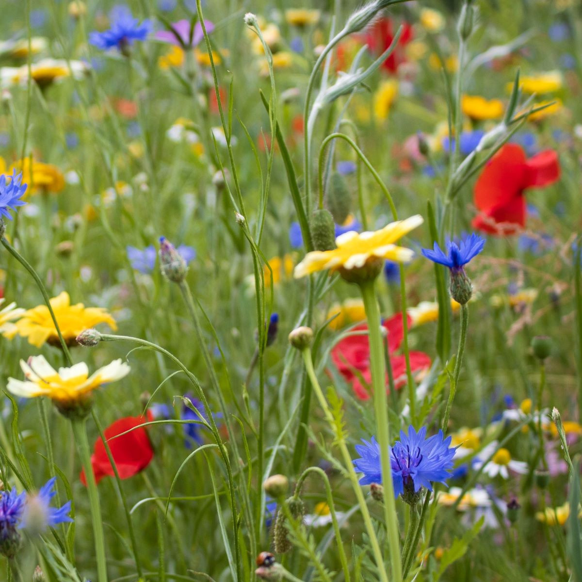 Květinová směs - hmyzí ráj - semena Kiepenkerl - 1 ks