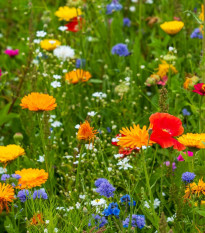 Květinová směs - Tempo Blütenflor- semena Kiepenkerl - 1 ks
