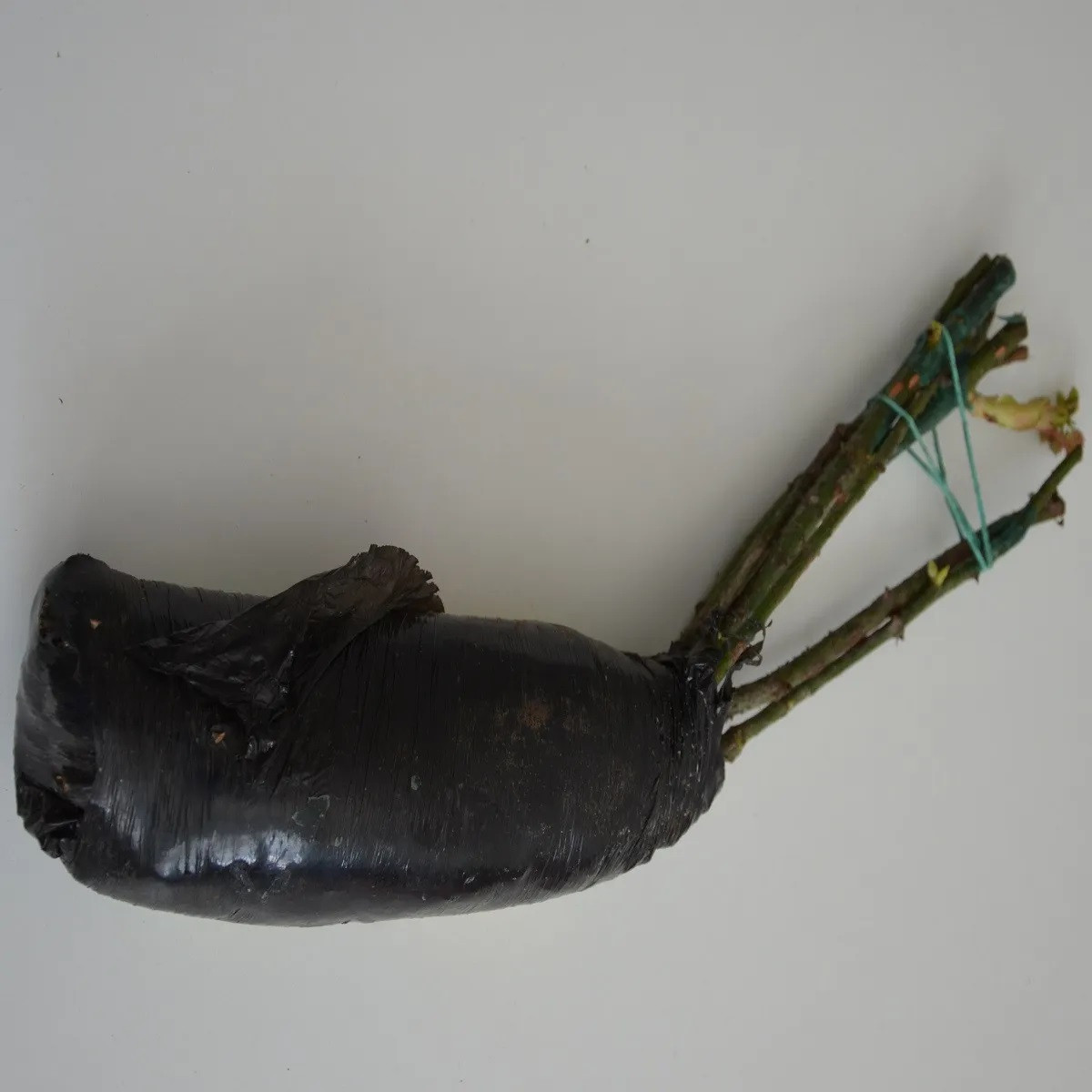 Wielkokwiatowa róża pnąca fioletowa – Rosa – sadzonki róż