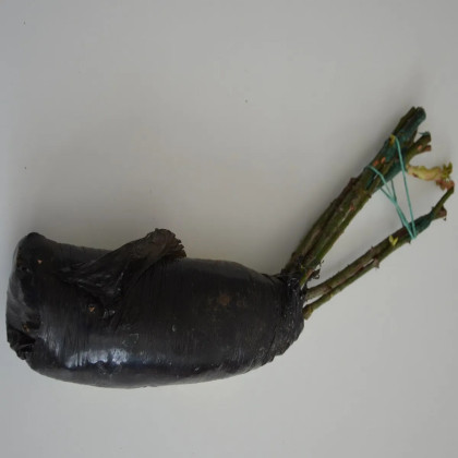 Růže velkokvětá keřová tmavě červená - Rosa - prostokořenné sazenice růže - 1 ks