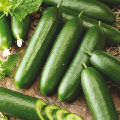 Okurka salátová Snack F1 - Cucumis sativus - semena okurky - 10 ks