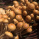 Sadba Šupinovka nameko - Pholiota nameko - sadba - 1 ks