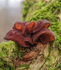 Sadba Ucho Jidášovo - Auricularia auricula-judae - sadba - 1 ks