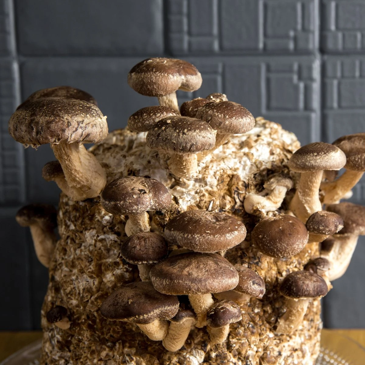 Sadba Shii take - Houževnatec jedlý - Lentinula edodes - sadba - 1 ks