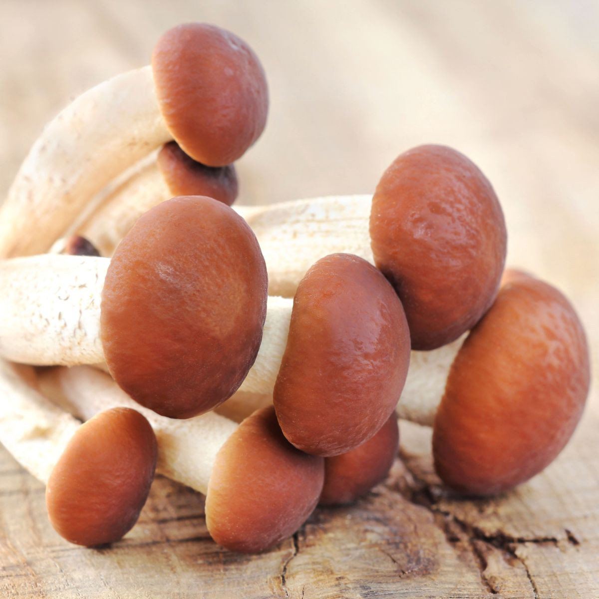 Sadba Polnička topolová - Agrocybe aegerita - sadba - 1 ks