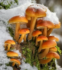 Sadba Penízovka sametonohá - Flammulina velutipes - sadba - 1 ks