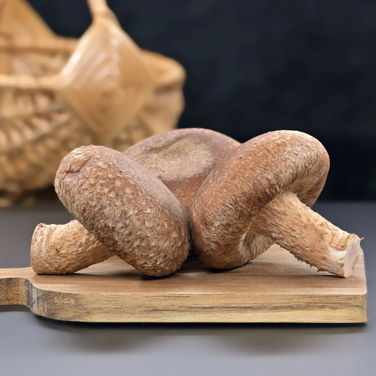 Sadba Shii take - Houževnatec jedlý - Lentinula edodes - sadba - 250 ml