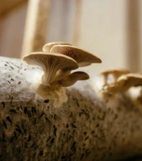 Hlíva ústřičná - Pleurotus ostreatus - sadba - 250 ml