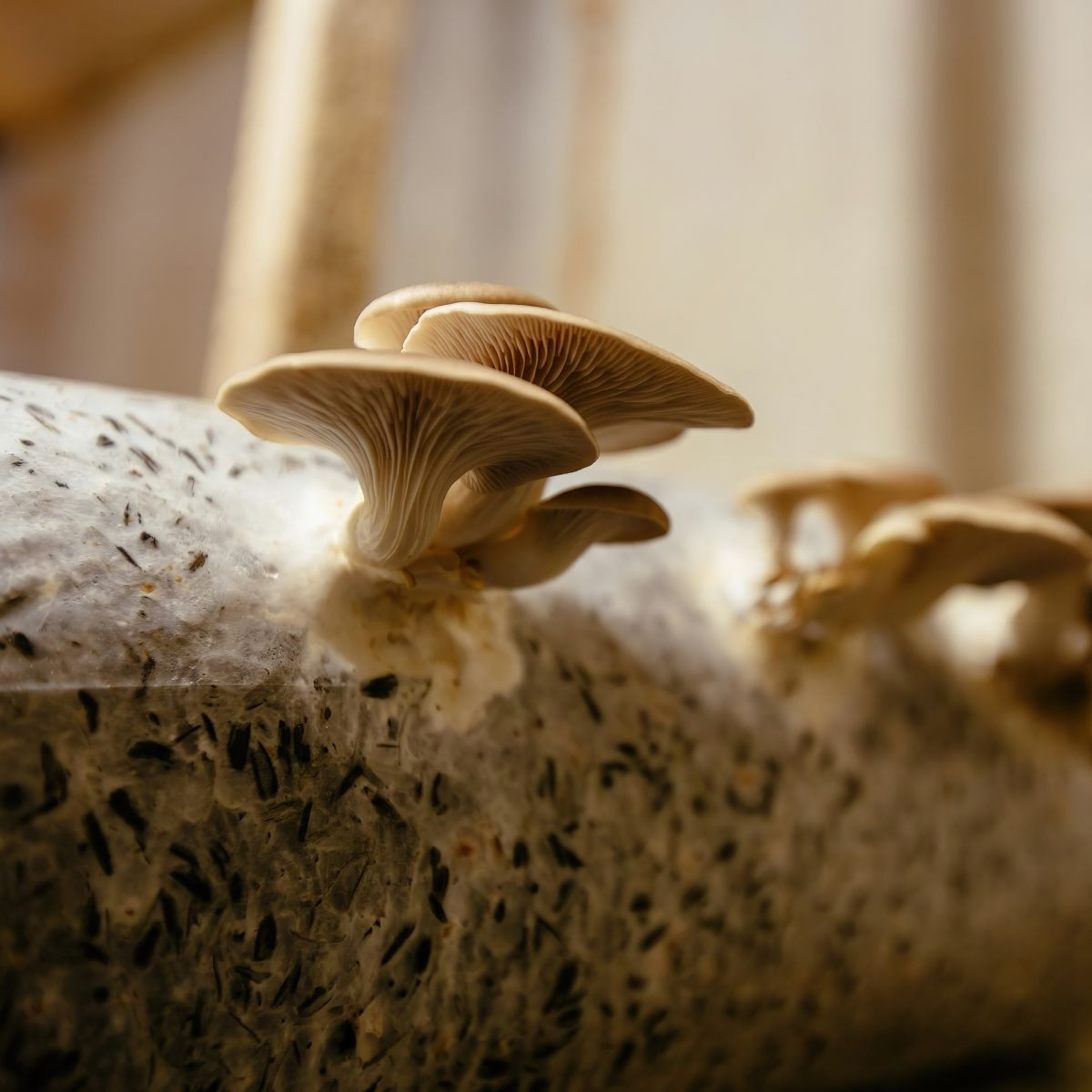 Hlíva ústřičná - Pleurotus ostreatus - sadba - 250 ml