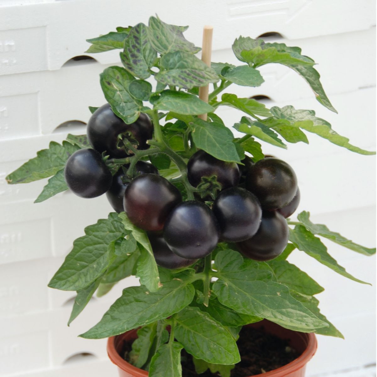 Rajče balkónové Purpleboy F1 - Solanum lycopersicum - semena rajčete - 6 ks