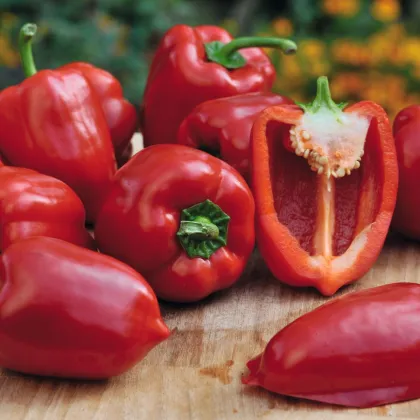 Papryka balkonowa Almira Midi Red F1 - Capsicum annuum - nasiona papryki - 5 szt.