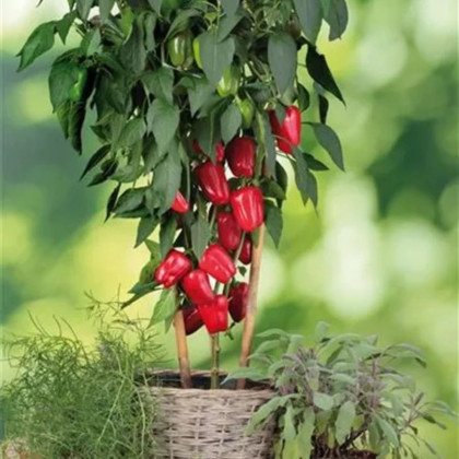 Papryka balkonowa Almira Midi Red F1 - Capsicum annuum - nasiona papryki - 5 szt.