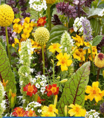 Květinová směs - Voňavé květiny pro mlsné jazýčky - semena Kiepenkerl - 1 ks