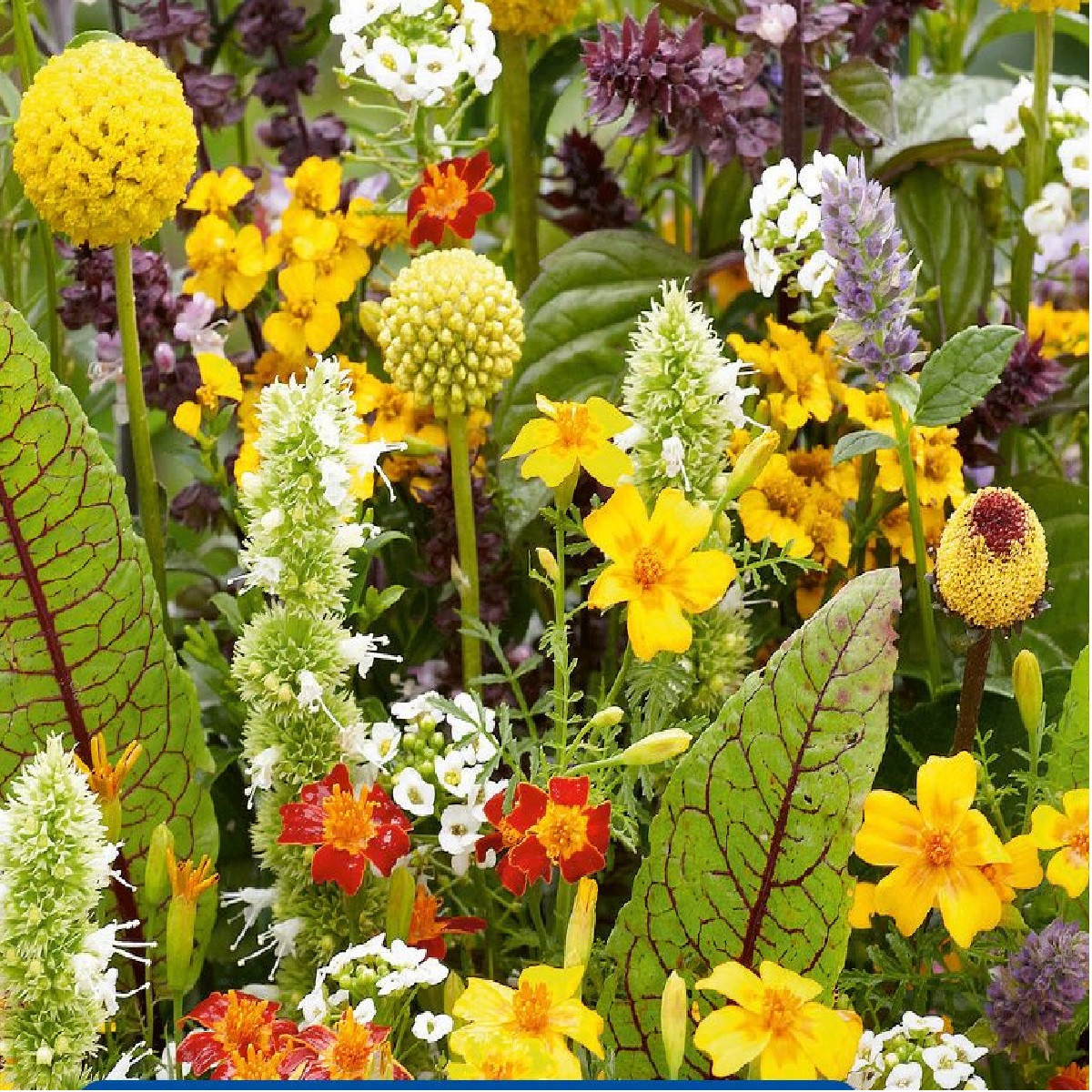 Květinová směs - Voňavé květiny pro mlsné jazýčky - semena Kiepenkerl - 1 ks