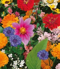 Květinová směs - Pestrý letní zázrak - semena Kiepenkerl - 1 ks