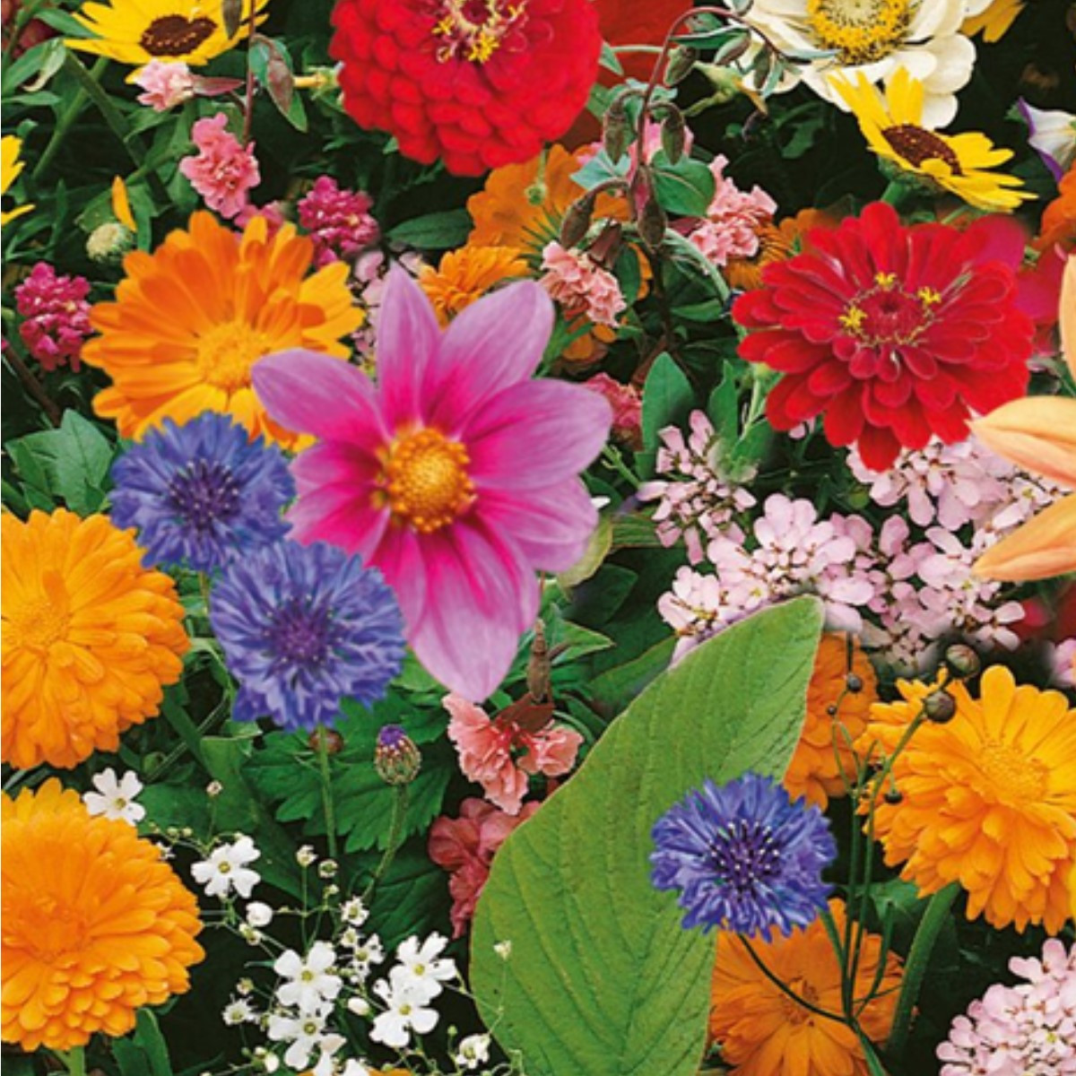 Květinová směs - Pestrý letní zázrak - semena Kiepenkerl - 1 ks