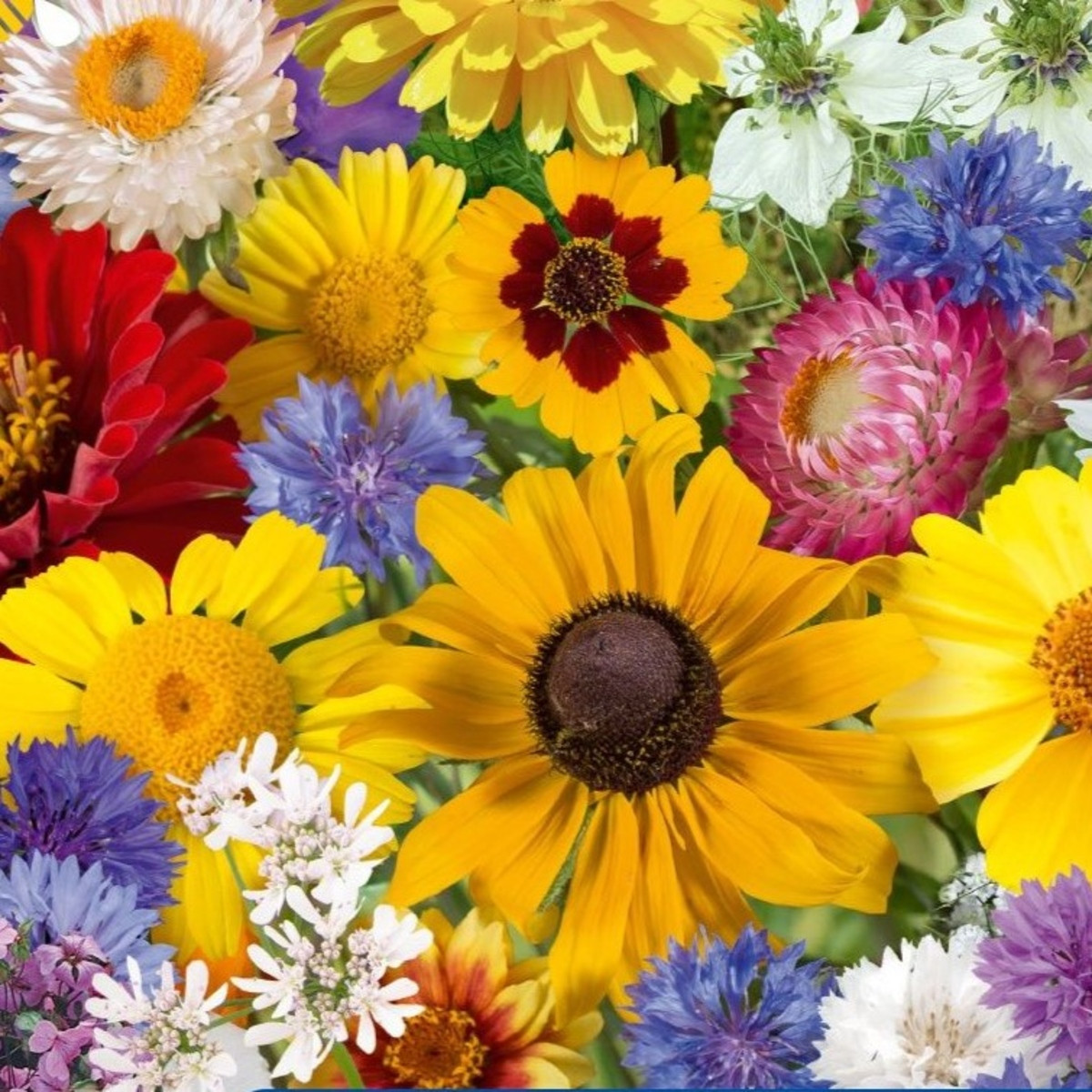 Květinová směs - Letní květinové kouzlo - semena Kiepenkerl - 1 ks