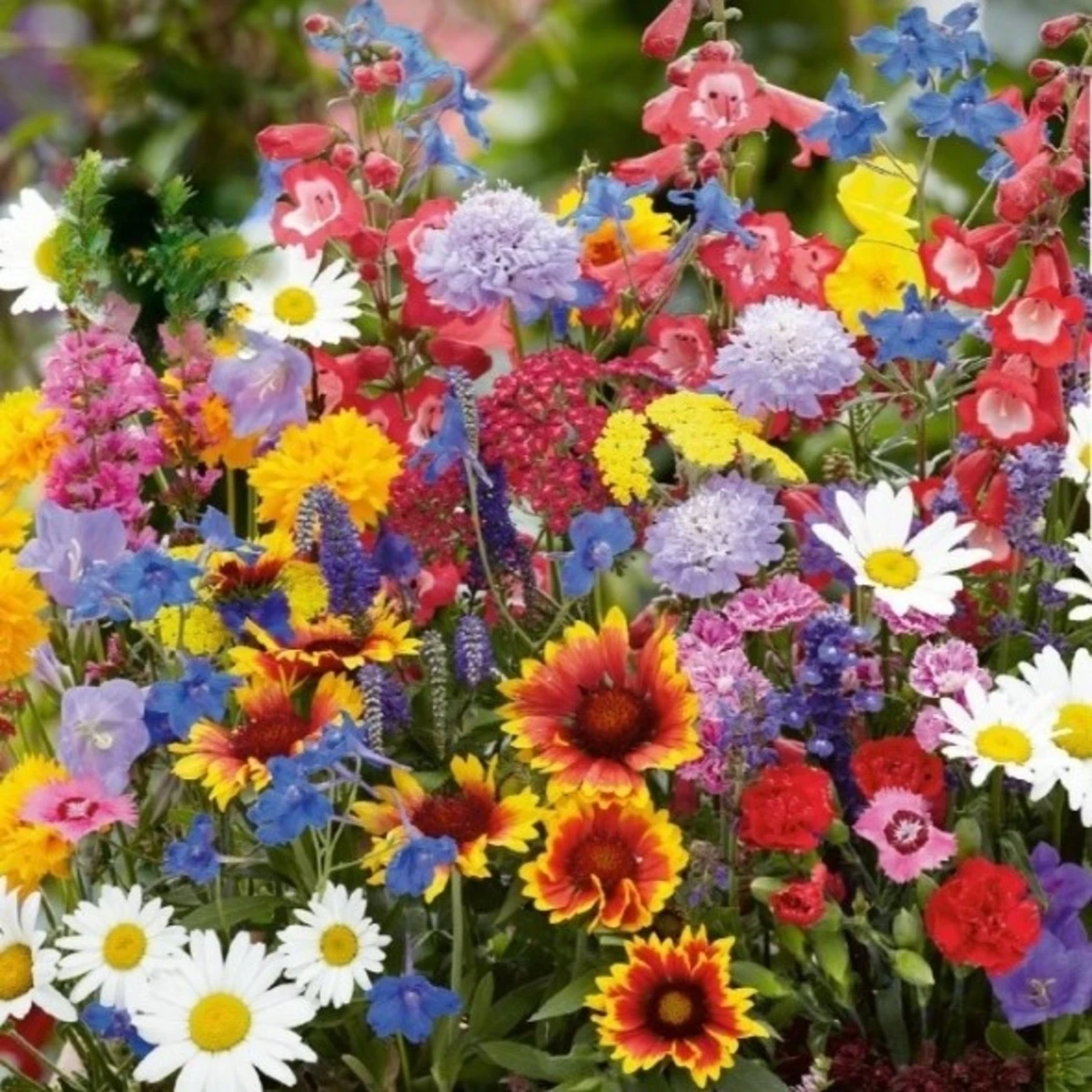 Květinová směs Baristo - trvalky na balkón - semena Kiepenkerl - 1 ks