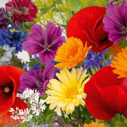 Květinová směs - Rozkvetlá přírodní louka - semena Kiepenkerl - 1 ks