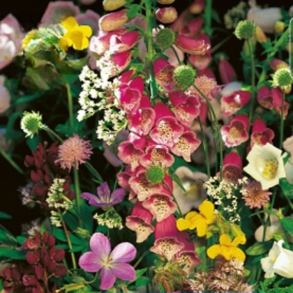 Květinová směs - Květiny do stínu - semena Kiepenkerl - 1 ks