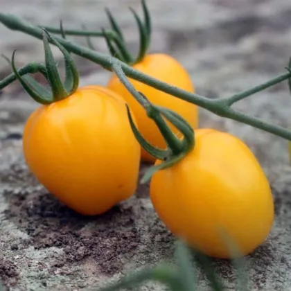 Rajče tyčkové Appleberry F1 PhR žluté - Solanum lycopersicum - semena rajčete - 7 ks
