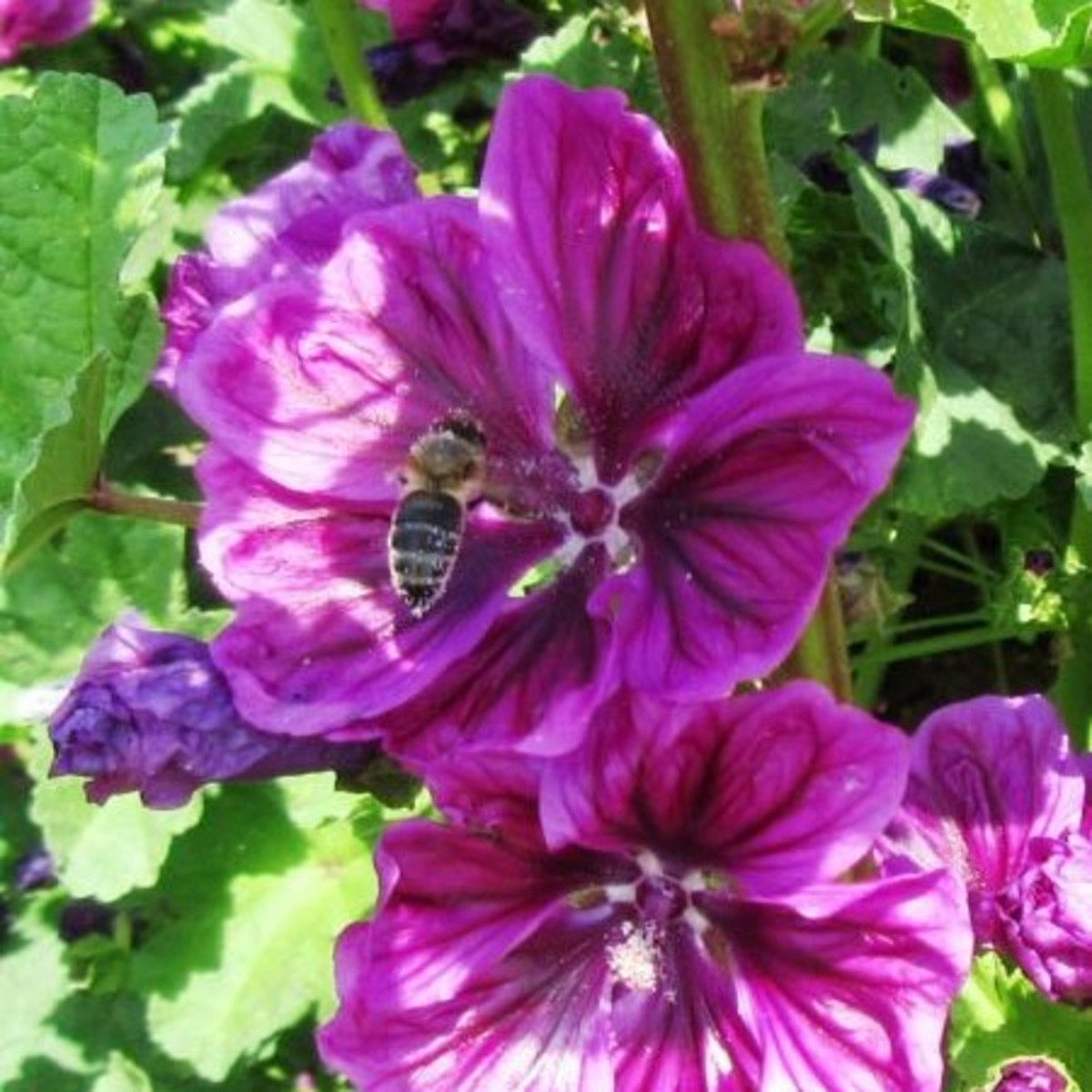 BIO Sléz lesní tmavě fialový - Malva sylvestris - semena slézu - 50 ks