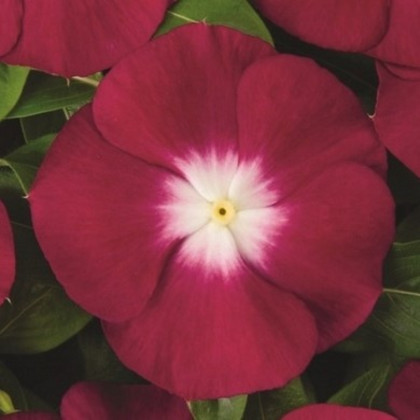 Barvínek Atlantis Burgundy Halo - Catharanthus roseus - semena barvínku - 30 ks
