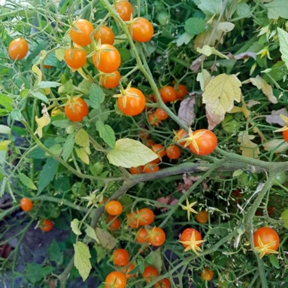 Rajče keříčkové Microberry - Solanum lycopersicum - semena rajčete - 6 ks