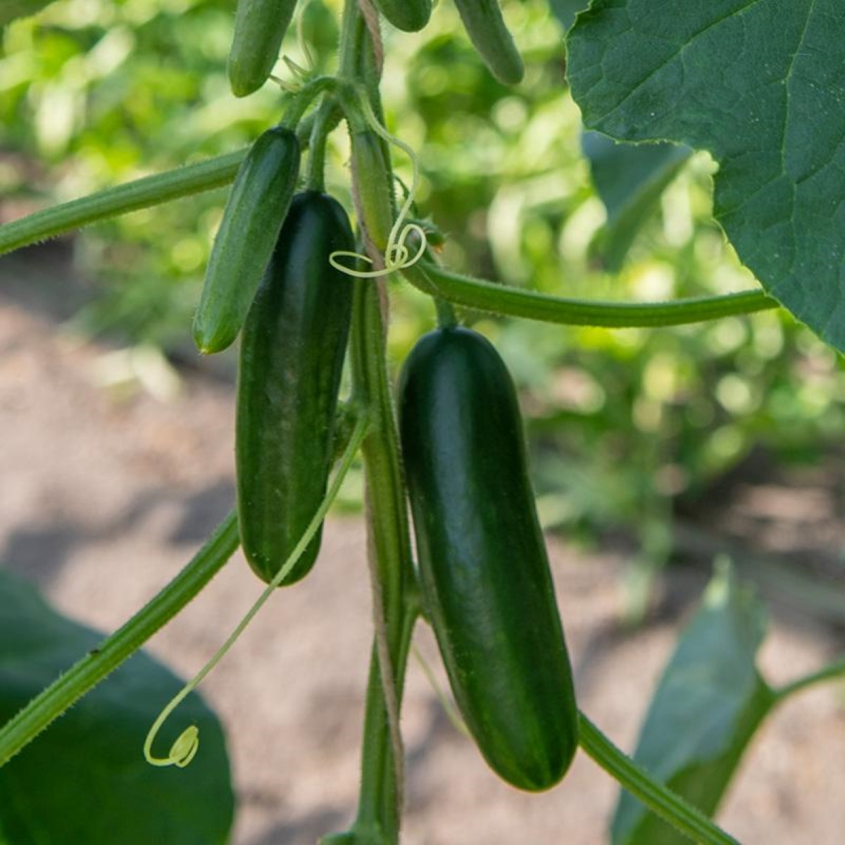 BIO Okurka Kaikura F1 - Cucumis sativus - semena okurky - 5 ks