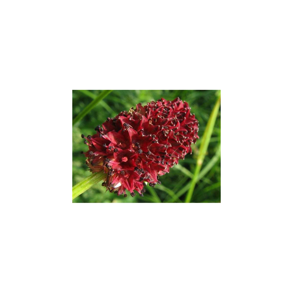 Krvavec Toten - Sanguisorba officinalis - semena krvavce - 8 ks