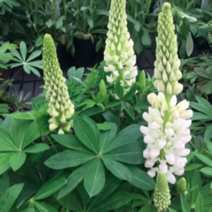 Lupina mnoholistá Lupini Bílá - Lupinus polyphyllus - semena lupiny - 15 ks