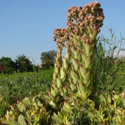 Netřesk střešní - Sempervivum tectorum - semena netřesku - 30 ks