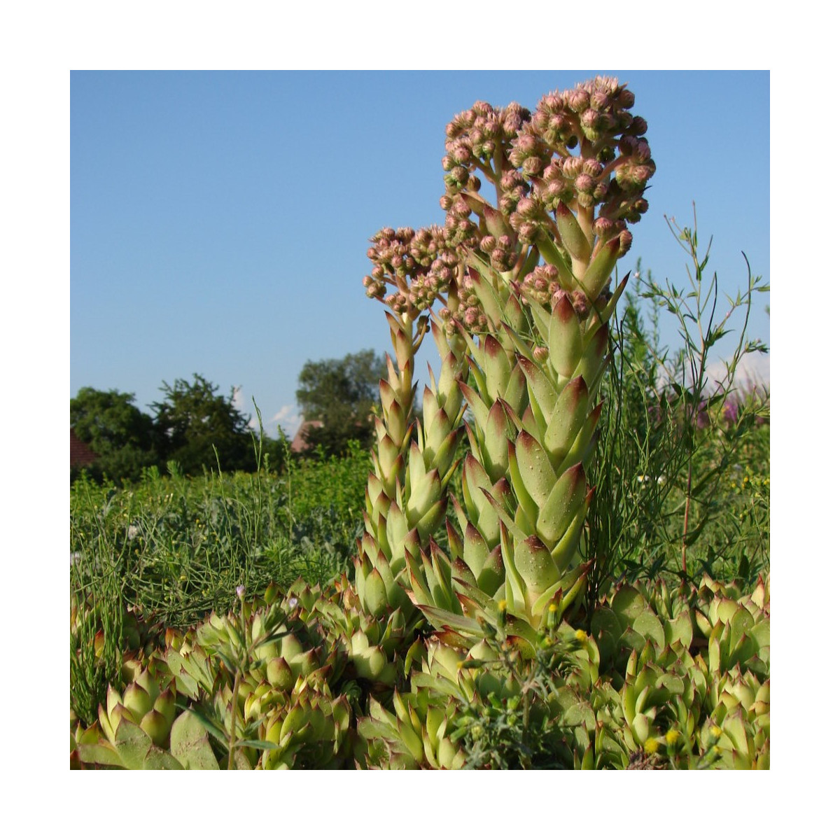 Netřesk střešní - Sempervivum tectorum - semena netřesku - 30 ks