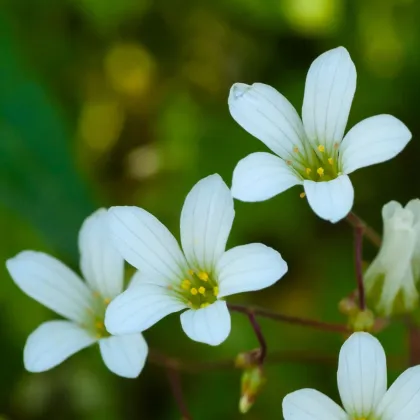 Lomikámen zrnatý - Saxifraga granulata - semena lomikamene - 100 ks