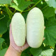Okurka polní White Wonder - Cucumis sativus - semena okurky - 5 ks