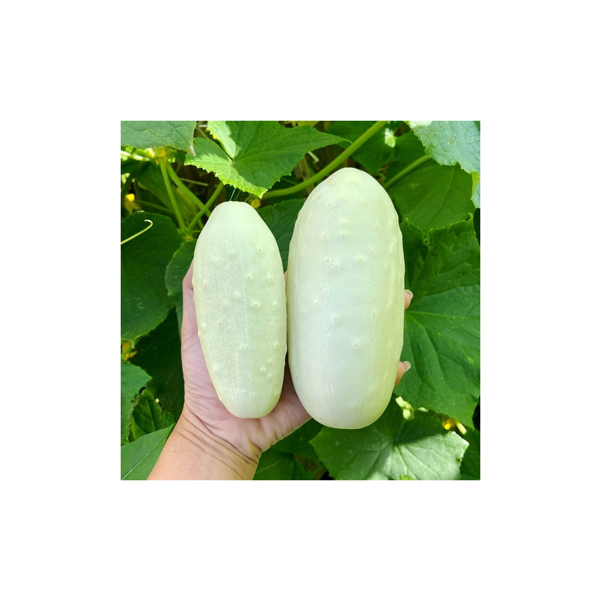 Okurka polní White Wonder - Cucumis sativus - semena okurky - 5 ks