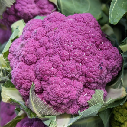 Květák Purpurina F1 - Brassica oleracea - semena květáku - 10 ks