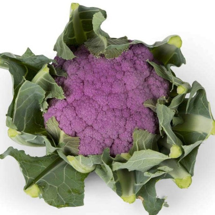 Květák Purpurina F1 - Brassica oleracea - semena květáku - 10 ks
