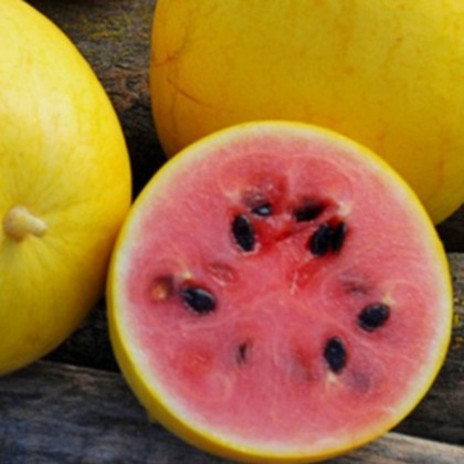 Meloun Golden Midget - Cucumis melo - semena melounu - 6 ks