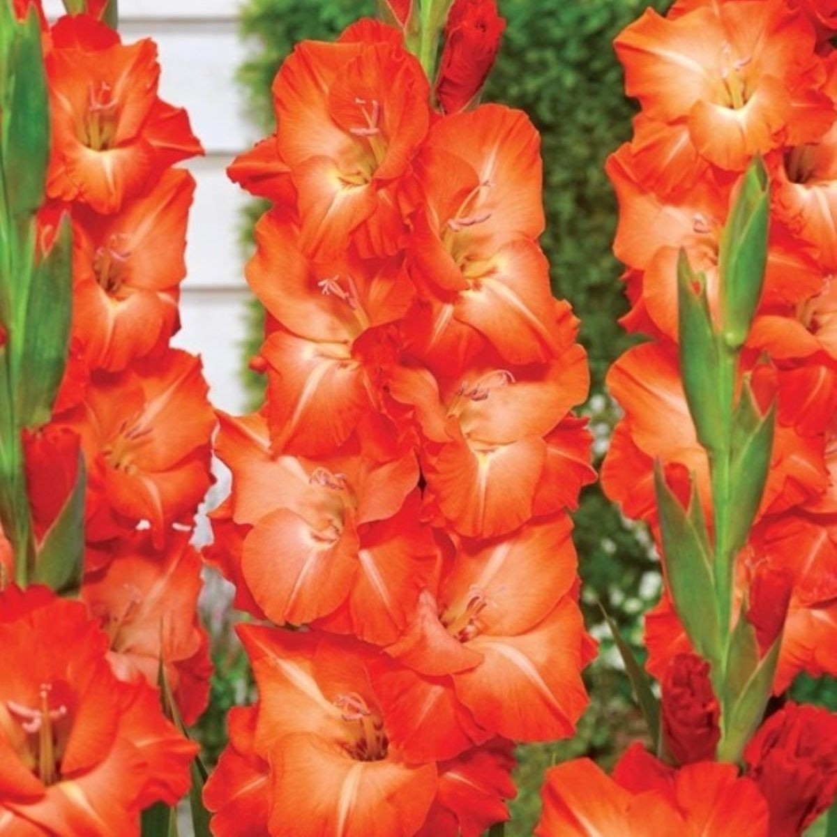 Gladiol Salmon Star - Gladiolus - hlízy mečíku - 3 ks