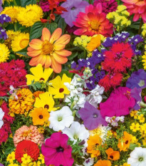 Niewymagająca mieszanka balkonowa - taśma siewna - 5 m