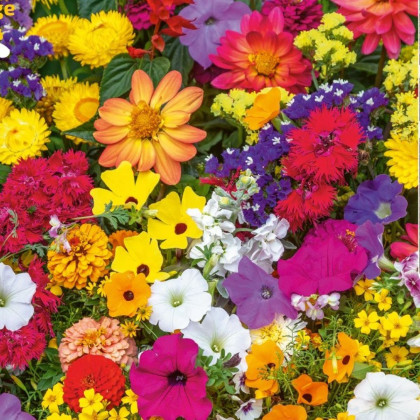 Niewymagająca mieszanka balkonowa - taśma siewna - 5 m