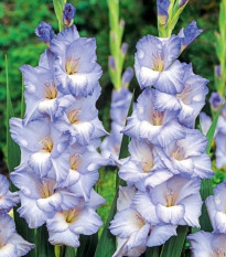 Gladiol Cobain - Gladiolus - hlízy mečíku - 3 ks