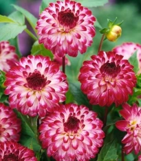 Jiřinka Little Robert - Dahlia - hlízy jiřinky - 1 ks