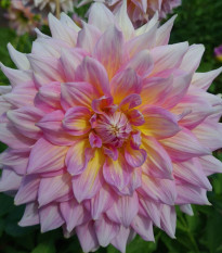 Jiřinka Strawberry Ice - Dahlia - hlízy jiřinky - 1 ks