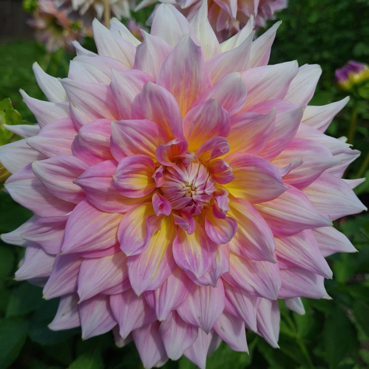 Jiřinka Strawberry Ice - Dahlia - hlízy jiřinky - 1 ks