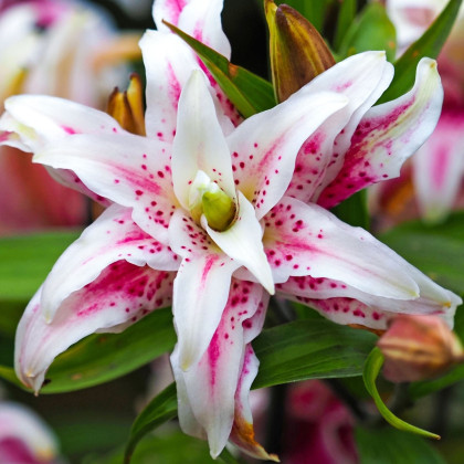 Lilie Magic Star - Lilium - cibule lilie - 1 ks