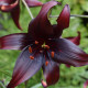 Lilie Landini - Lilium - cibule lilie - 1 ks